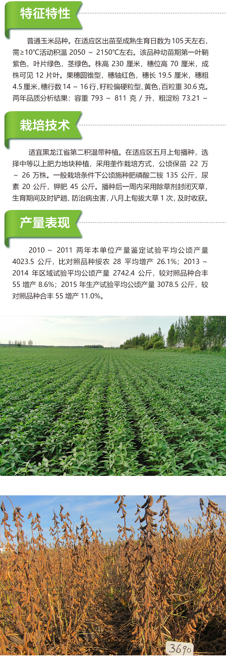 綏農(nóng)42產(chǎn)品詳情_02.jpg